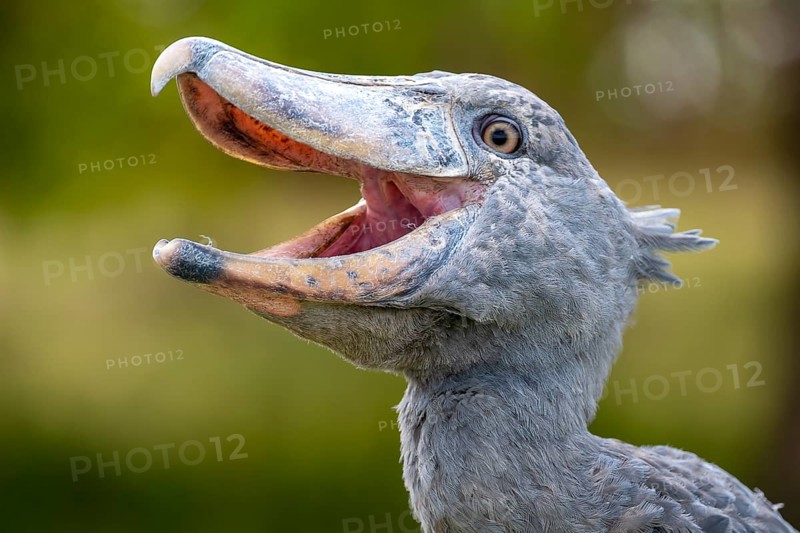 Shoebill (Balaeniceps rex), also Abu Markub, animal portrait, Bangweulu Swamps, Zambia, Africa