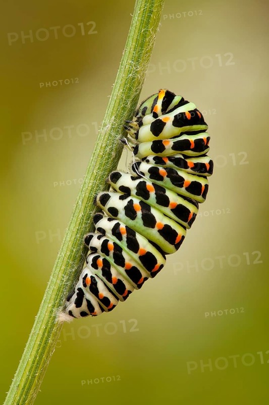 Swallowtail (Papilio machaon) caterpillar, pupates, North Rhine-Westphalia, Germany, Europe