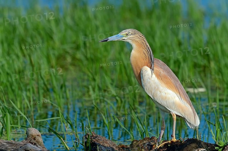 Squacco heron (Ardeola ralloides), Heron, Greece, Europe