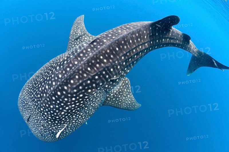 Whale shark (Rhincodon typus), North Male Atoll, Indian Ocean, Maldives, Asia