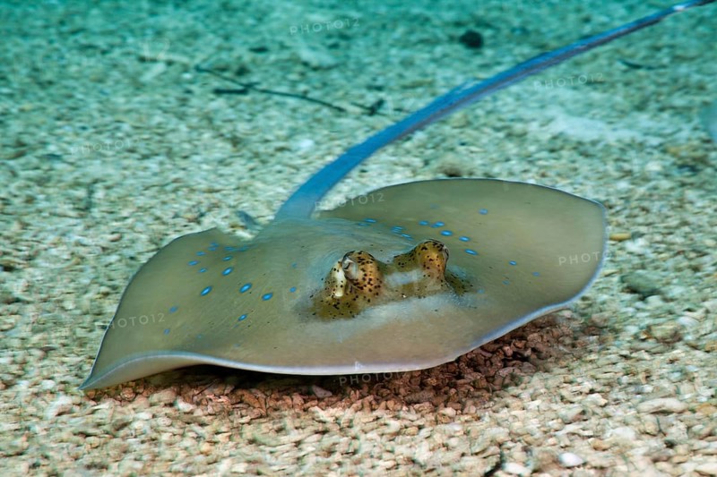 Bluespotted Stingray (Dasyatis kuhlii), Cenderawasih Bay, West Papua, Indonesia, Asia