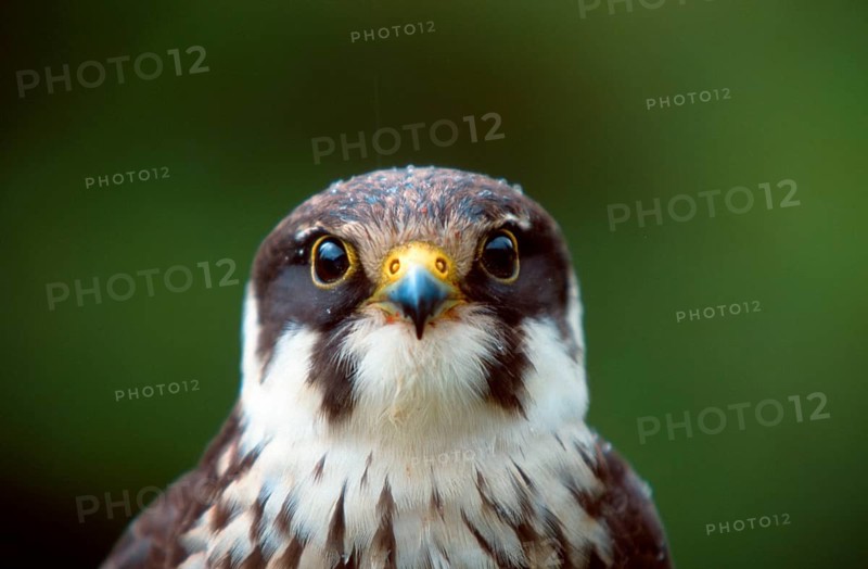 Eurasian hobby (Falco Subbuteo)