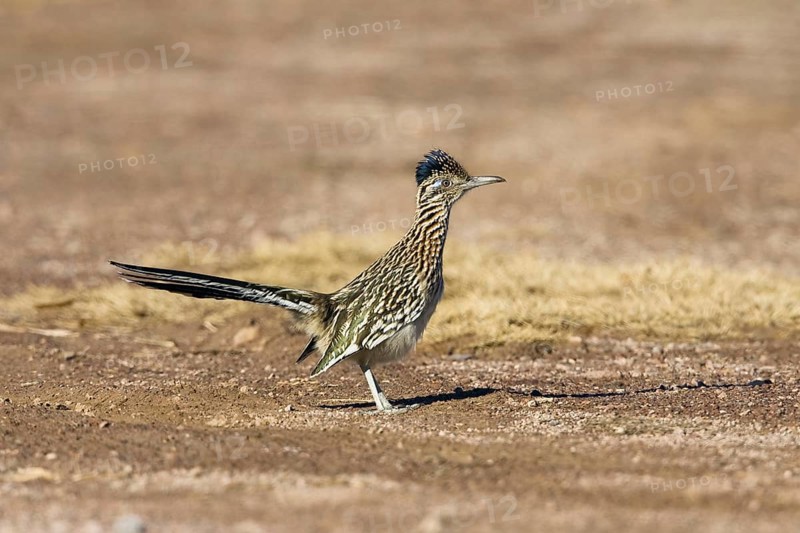 Greater roadrunner (Geococcyx californianus), female, Bosque del Apache, New Mexico, lateral, USA, North America