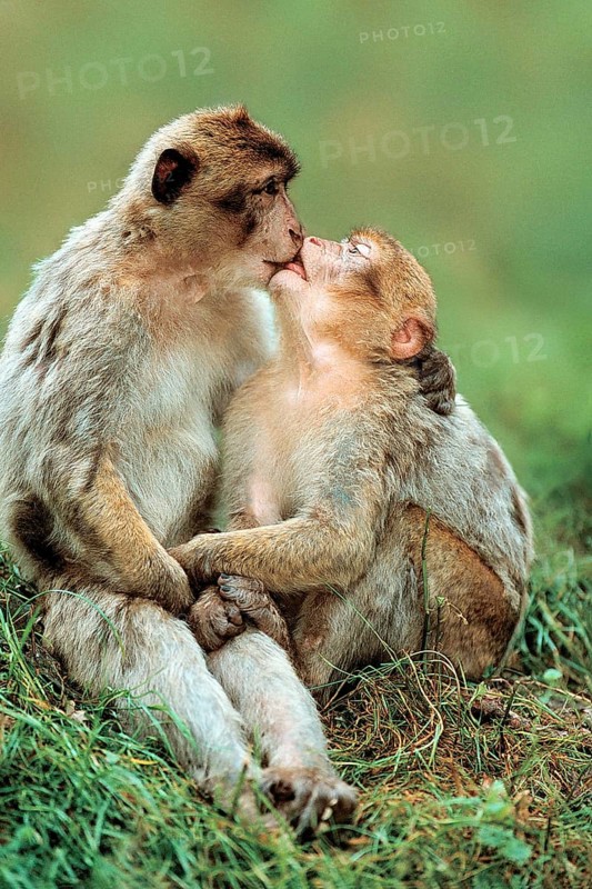 Barbary Monkeys, kissing (Macaca silvanus), Barbary Ape