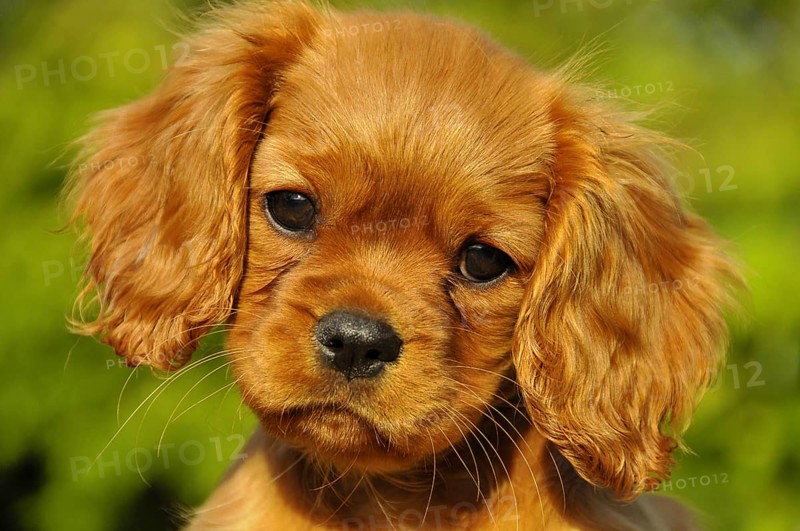 Cavalier King Charles Spaniel, puppy, ruby red