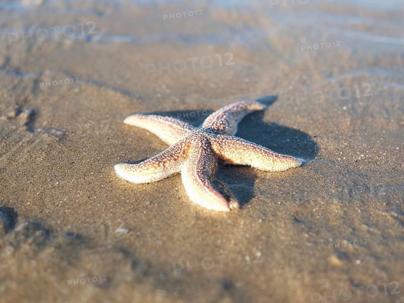 Starfish (Asteroidea) at the North Sea, sandy beach, blurred background, Zandvoort, Netherlands