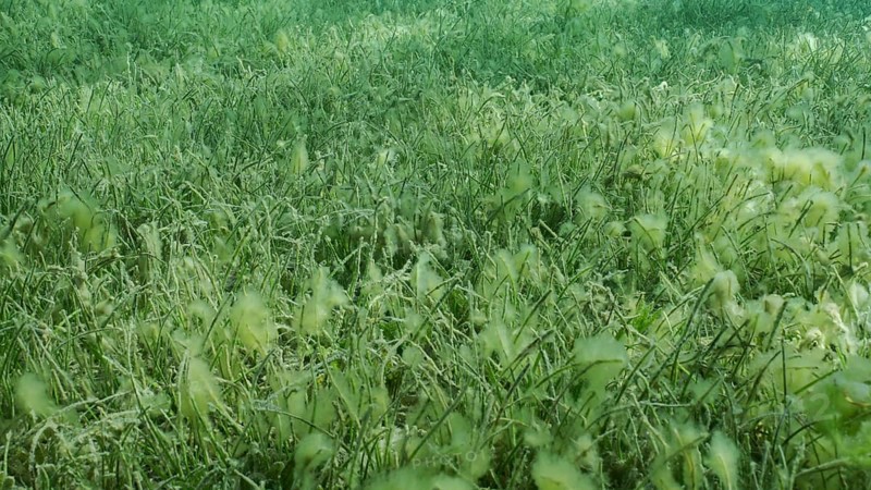 Seabed covered with green seagrass. Seagrass meadow with blooming green Round Leaf Sea Grass or Noodle seagrass (Syringodium isoetifolium) in evening, Red sea, Safaga, Egypt, Africa