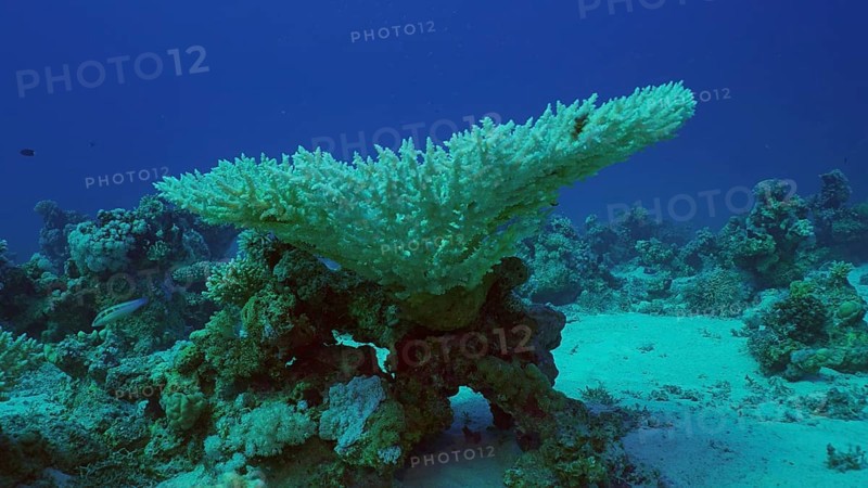 Bleached Hard Table Coral Acropora. Bleaching and death of corals from excessive seawater heating due to climate change and global warming. Decolored corals in Red Sea, Safaga, Egypt, Africa