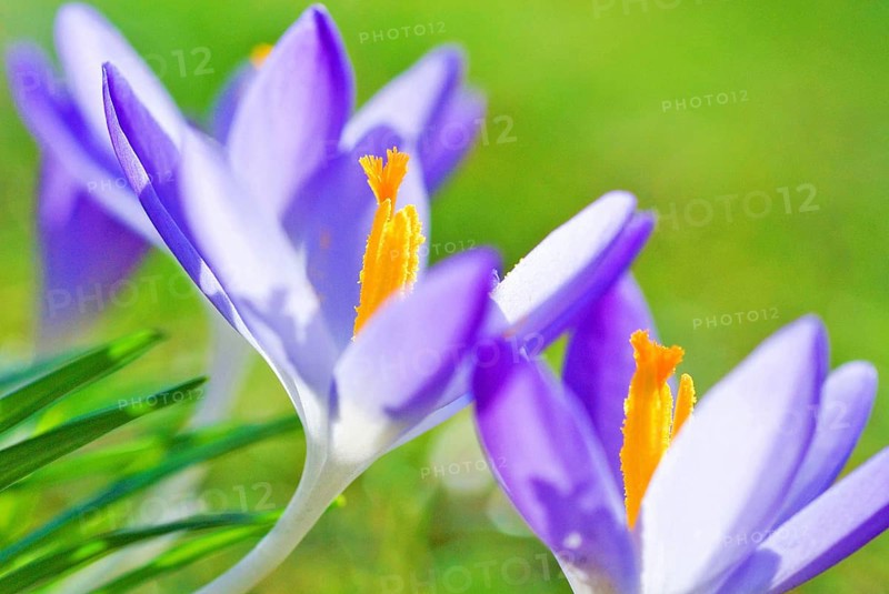 Close up of blossom of lilac Spring Crocuses (Crocus vernus) Munich, Bavaria, Germany, Europe