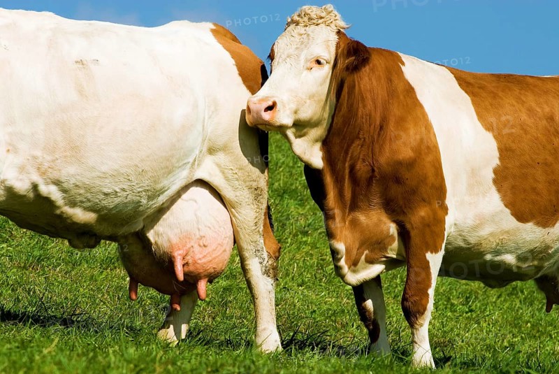 Two dairy cows, cattle, on a pasture with big and full udder