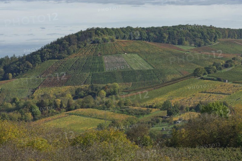 Vineyards, Pfedelbach, Ohrntal, Hohenlohe, Heilbronn-Franken, Baden-Württemberg, Germany, Europe