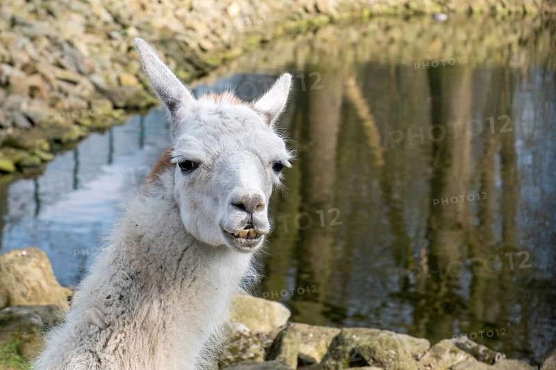 Animal portrait llama