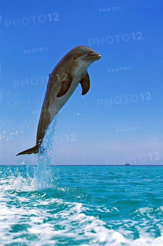 Bottlenose Dolphin (tursiops truncatus), Adult Leaping, Honduras, Central America
