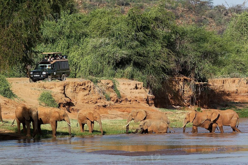 African Elephant (loxodonta africana), Herd crossing River, Samburu Park in Kenya