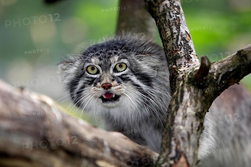 Manul or Pallas's Cat (otocolobus manul), Adult standing on Branch