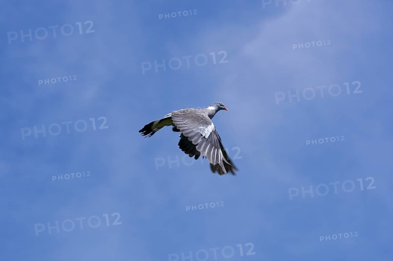 WOOD PIGEON (columba palumbus), ADULT IN FLIGHT