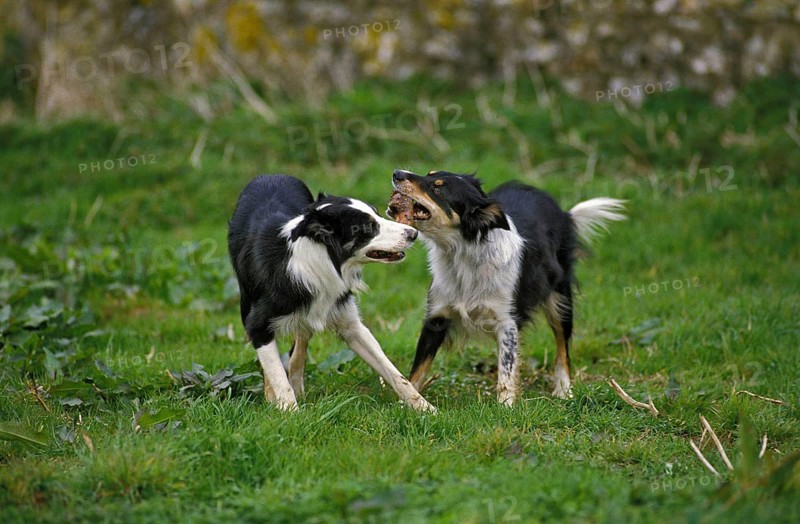 Border Collie Dog, Adults playing wiht a stick of Wood