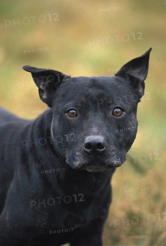 American Staffordshire Terrier (old standard with cut ears)