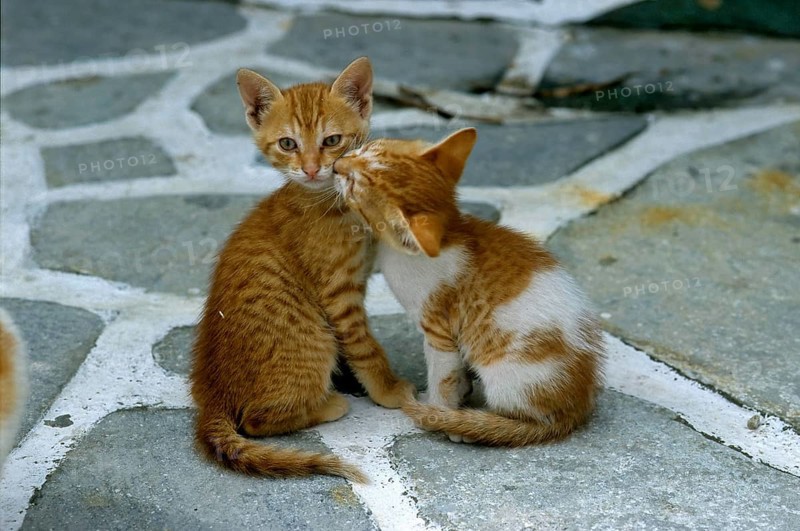 Young domestic kittens, Lesvos, Greece, Europe