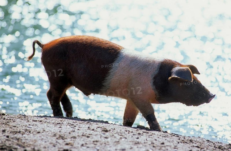 Red-breasted Husum Protest Pig, Danish Protest Pig, German Saddleback Pig Division Red-breasted Husum Pig