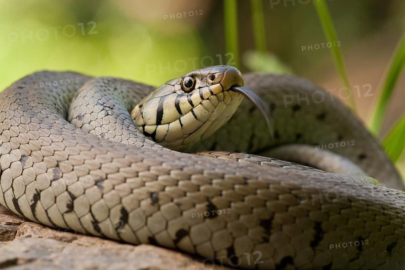 Grass snake (Natrix natrix) Rhineland-Palatinate, Germany, Europe