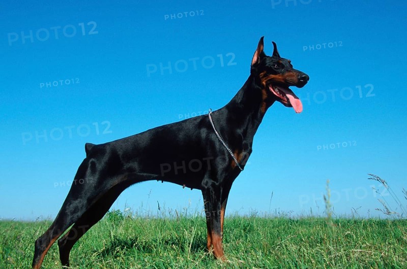 Doberman Pinscher, cropped ears, bitch