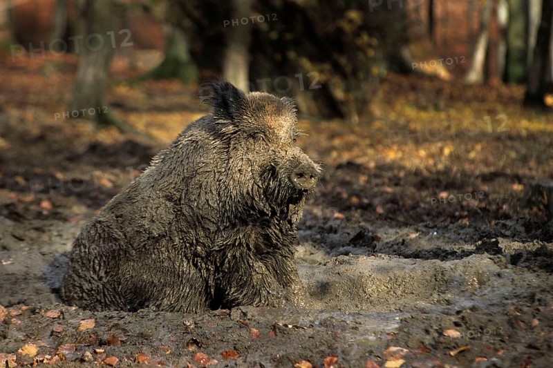 Wild Boar (Sus scrofa) wallowing in mud, dirty