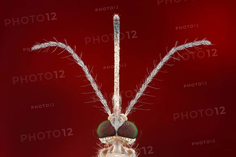 Close-up of a mosquito (Culex pipiens) with stinging trunk and feathered antennae