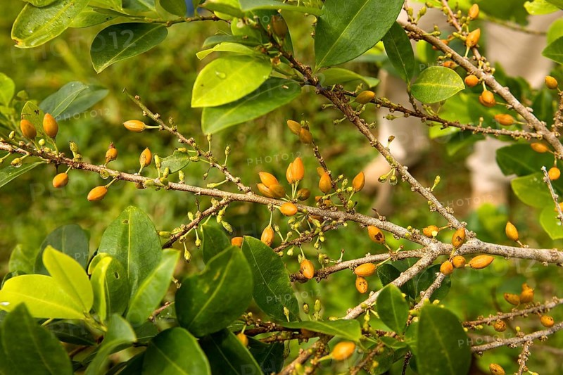 Coca (erythroxylum coca), leaves for cocaine production, Peru, South America