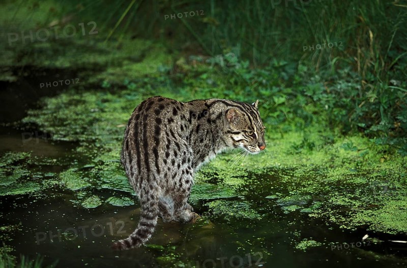 Fishing cat (prionailurus viverrinus), adult in water