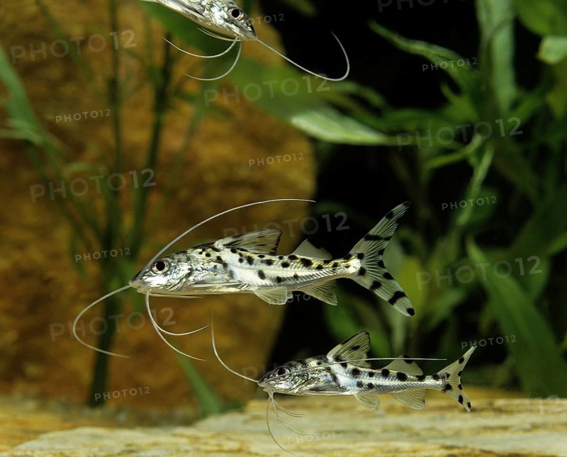 Angel Antenna Catfish, Painted Antenna Catfish, Angel Antenna Catfish, Painted Antenna Catfish, Other Animals, Fishes, Animals, Catfishes, Spotted Pimelodus or Pictus Catfish, pimelodus pictus