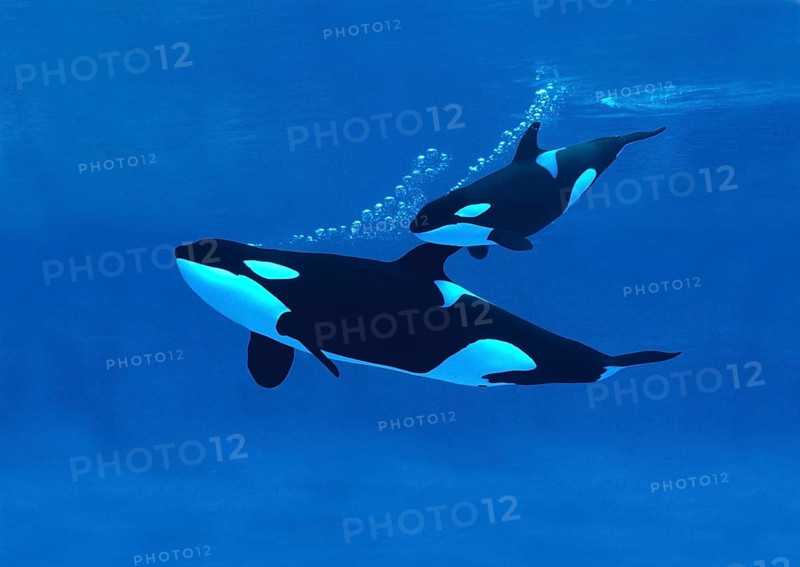 Killer Whale (orcinus orca), Mother with Calf