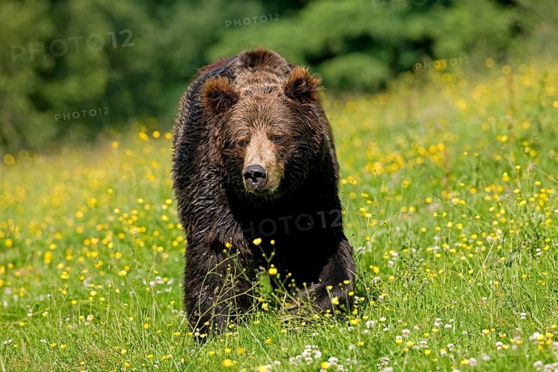 BROWN BEAR (ursus arctos), ADULT WALKING THROUGH MEADOW