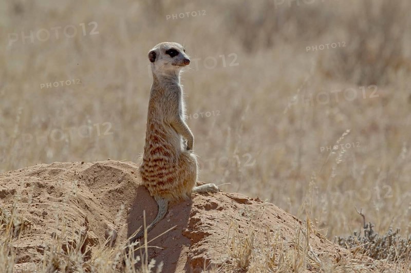 Meerkat (Suricata suricatta), Kgalagad Transfrontier Park, South Africa, Africa