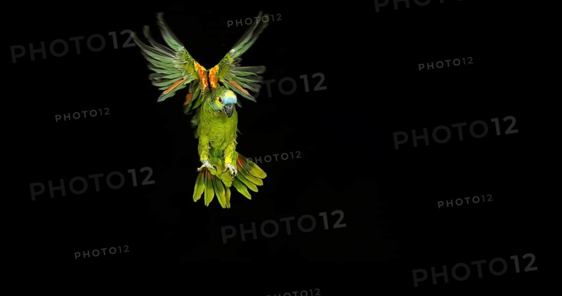 Blue-Fronted Amazon Parrot or Turquoise-Fronted Amazon (amazona aestiva) Parrot, Adult in flight