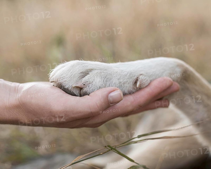 Side view person holding dog s paw. Resolution and high quality beautiful photo