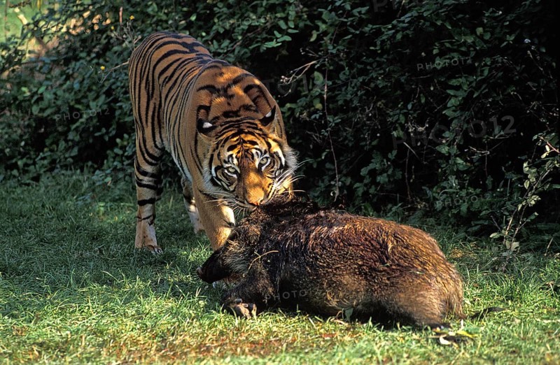 Sumatran Tiger (panthera tigris sumatrae), Adult with a Wildboar Kill