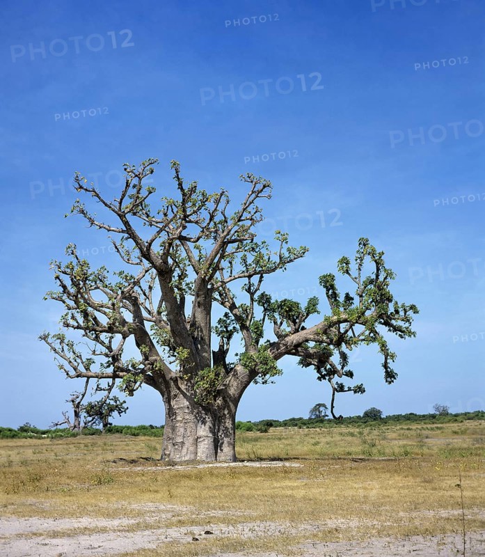 Baobab (Bombacaceae), mallow family, Baobab in Senegal