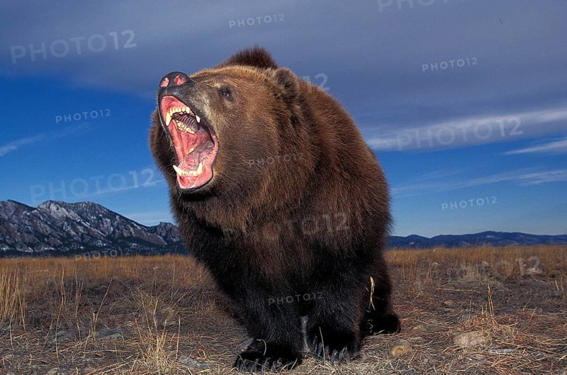 Kodiak Bear (ursus arctos middendorffi), Adult with Open Mouth, Defensive Posture, Alaska