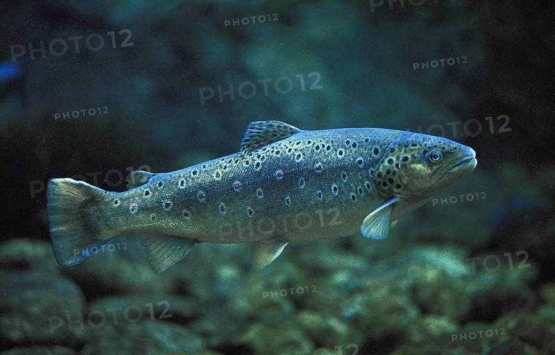 Forma fario, brown trout (salmo trutta fario) river trout, mountain trout, stone trout, brown trout, river trout, mountain trout, stone trout, trout, other animals, fish, animals, salmon fish, brown trout, adult