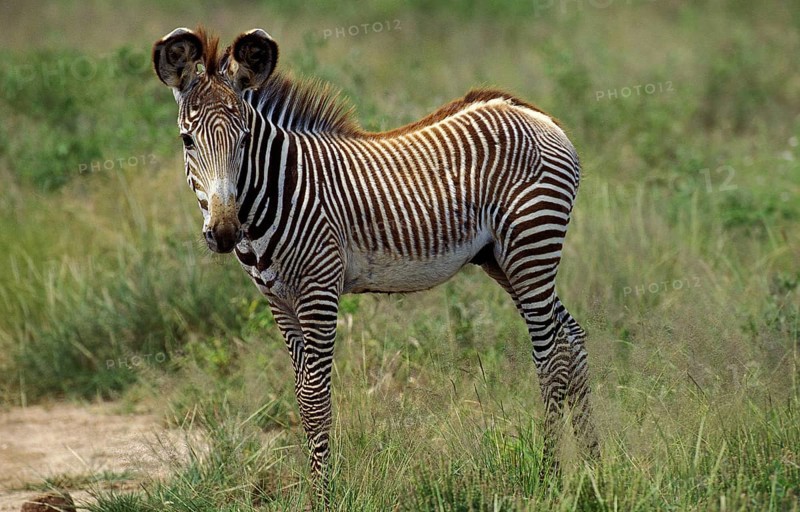 Grevy's grevy's zebra (equus grevyi), foal in Samburu Park in Kenya