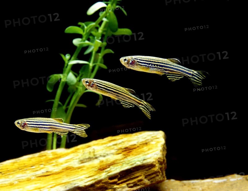Zebrafish (brachydanio rerio) (Brachydanio rerio), Zebrafish, Animals, Other animals, Fishes, Carp-like, Carp fishes, Zebra Fish