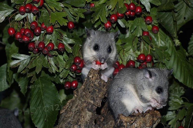Edible Dormice (Glis glis), youngs, Germany, Europe