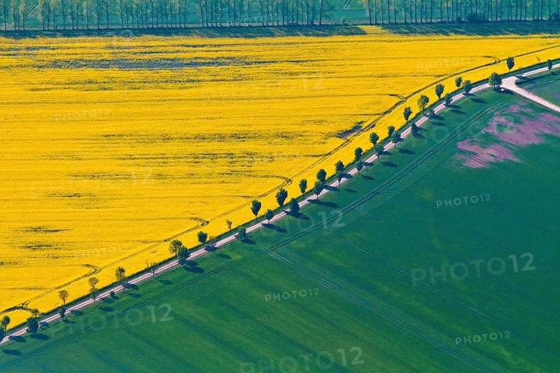Rape field and field path, avenue, Saxony-Anhalt, Germany, Europe