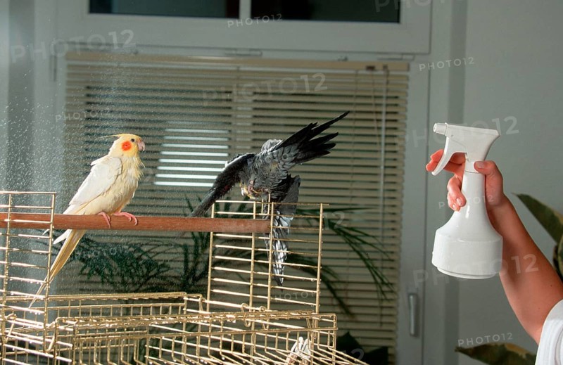 Cockatiels (Nymphicus hollandicus), pair on cage, beeing showered