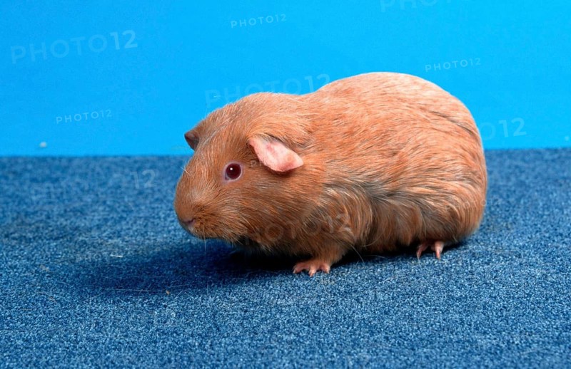 Guinea Pig pig, salm-agouti