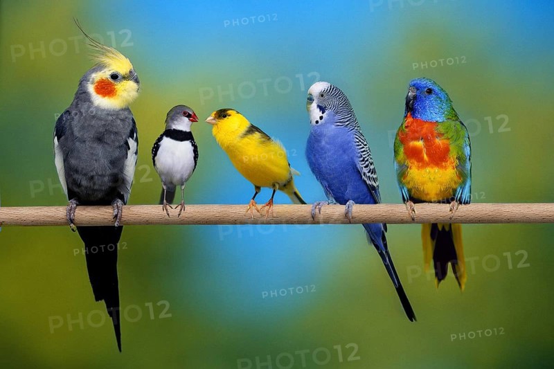 Cockatiel, Diamond Finch, Canary, Budgie and Shining Parakeet
