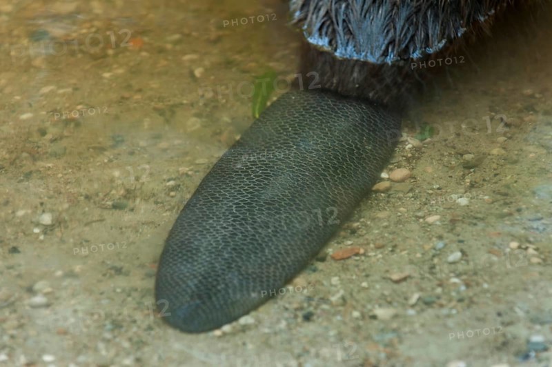 European beaver (Castor fiber), tail, Rosenheim, Bavaria, Germany, Europe