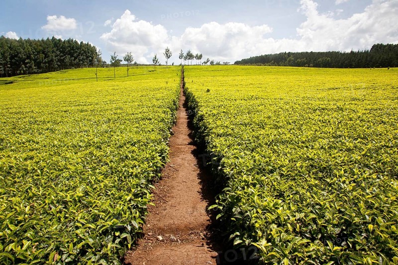 Tea plantations, tea bush, Kericho (Camellia sinensis), Kenya, Africa