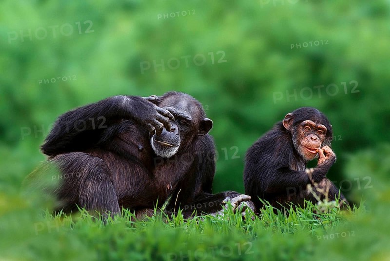 Chimpanzee with young, common chimpanzee (Pan troglodytes) with young